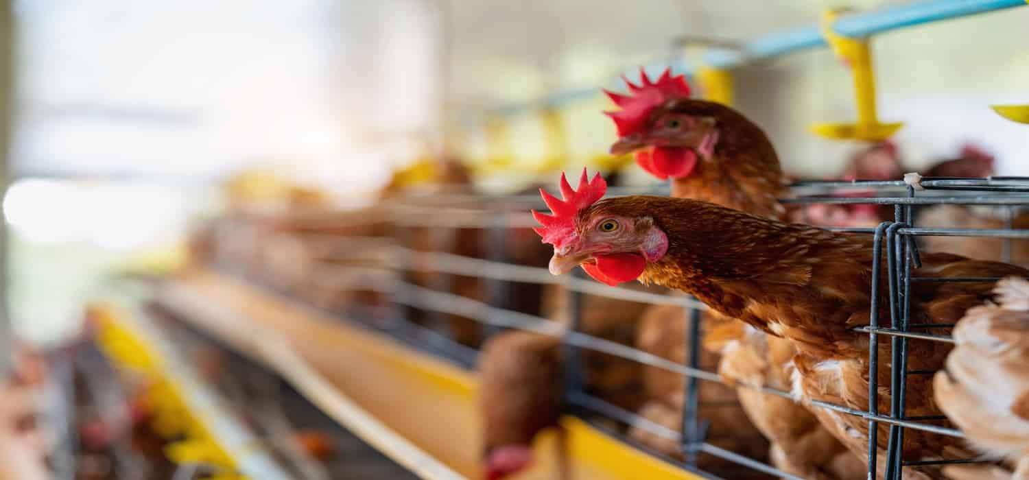 Cairo Poultry’s consolidated profits inch up 0.1% YoY in Q1 2024